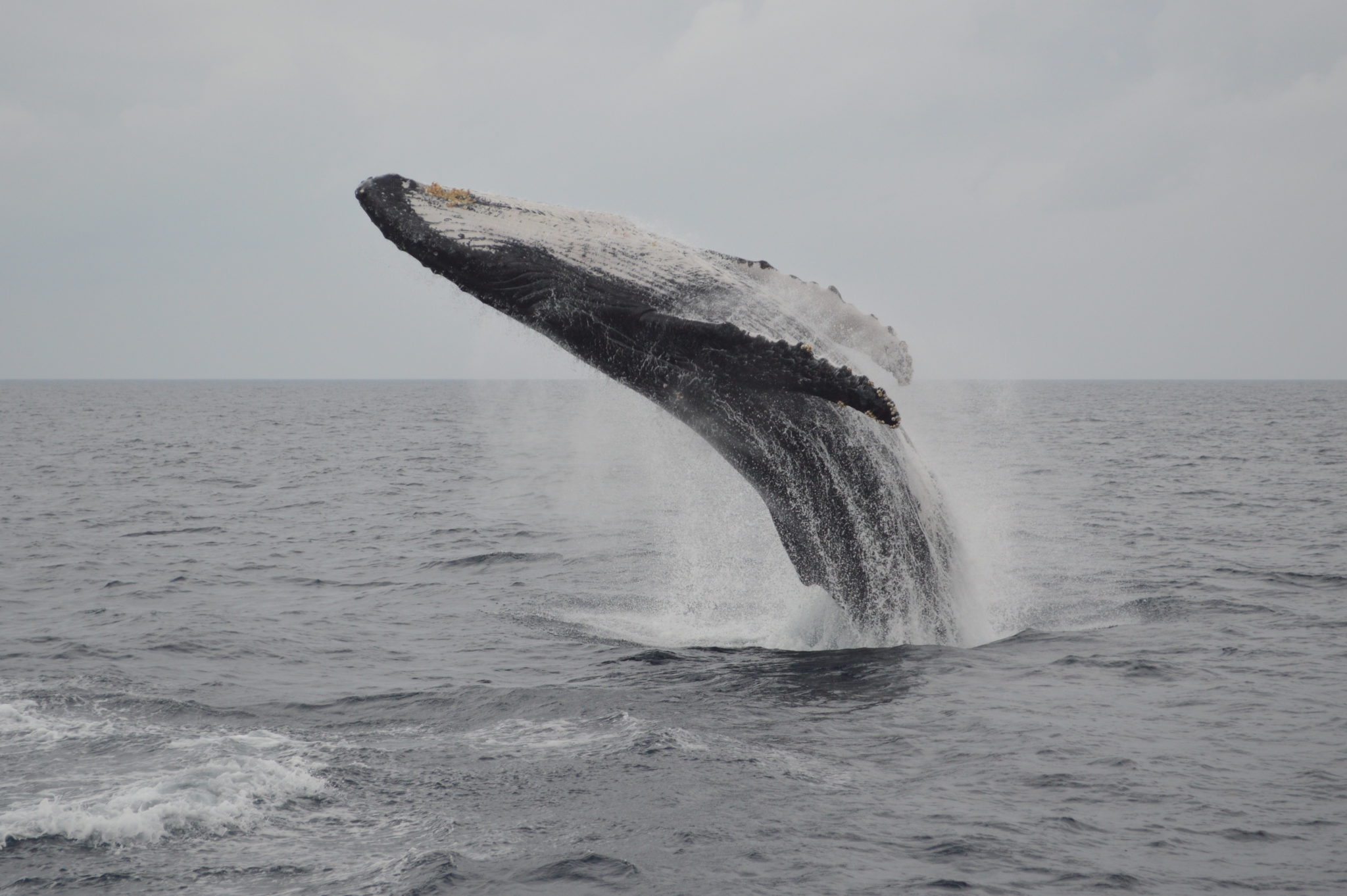 沖縄で見られるザトウクジラのホエールスイムツアー ダイバーズガイドグマ