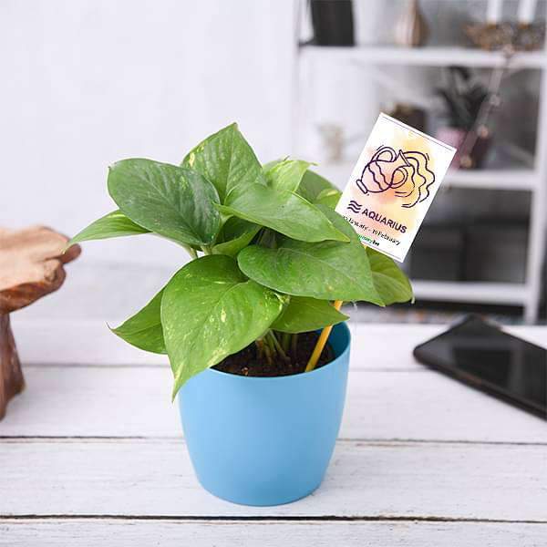 Money Plant for Aquarius or Kumbh Rashi Plant Divinity World