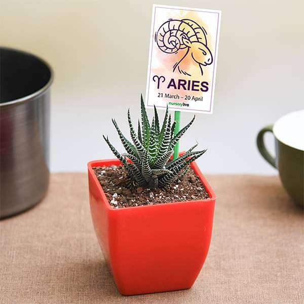 Haworthia for Aries or Mesha Rashi Plant Divinity World