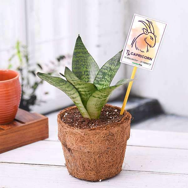 Sansevieria for Capricorn or Makar Rashi Plant Divinity World