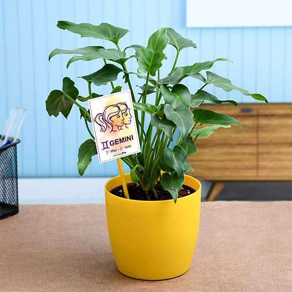 Philodendron for Gemini or Mithun Rashi Plant Divinity World
