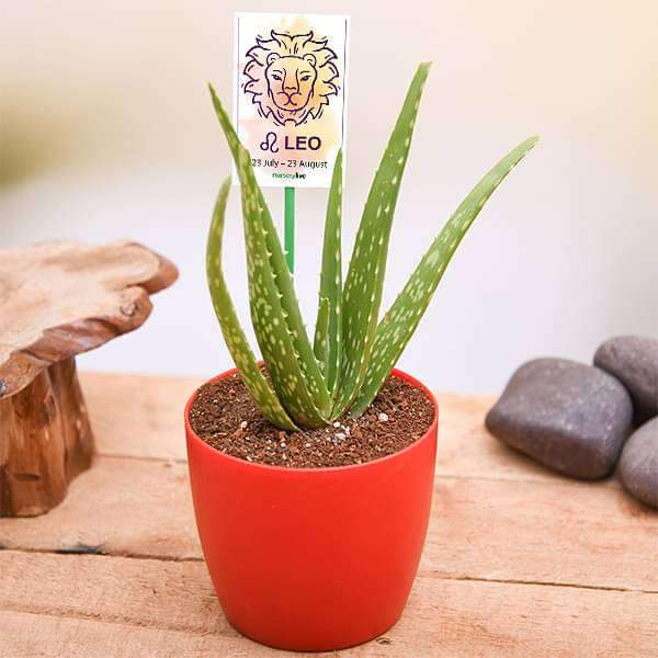 Aloe Vera for Leo or Singha Rashi Plant Divinity World