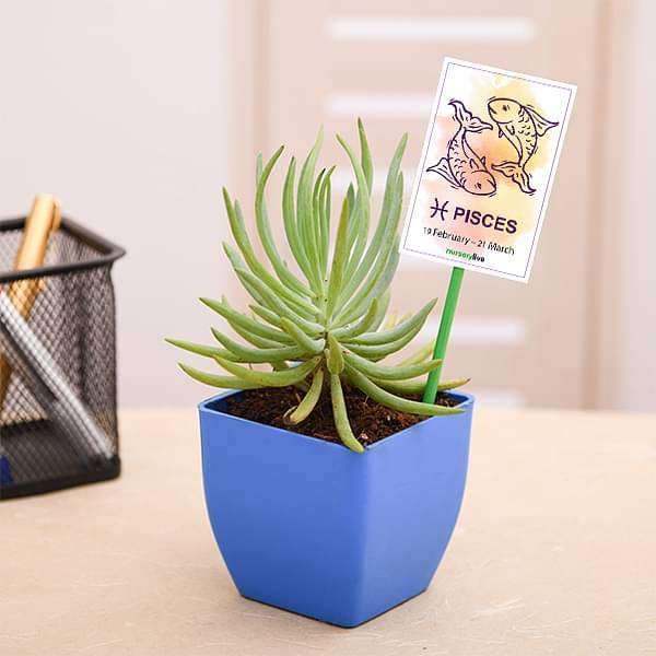 Senecio for Pisces or Meen Rashi Plant Divinity World