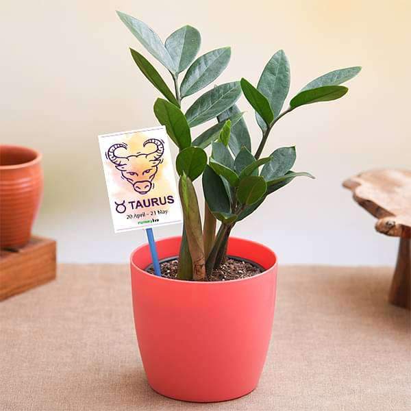 Zamioculcas Zamiifolia Plant for Taurus or Vrishabha Rashi Plant