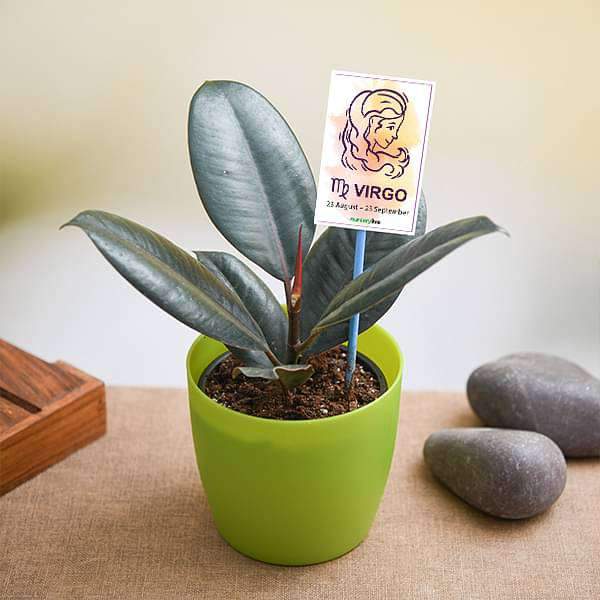 Rubber Plant for Virgo or Kanya Rashi Plant Divinity World