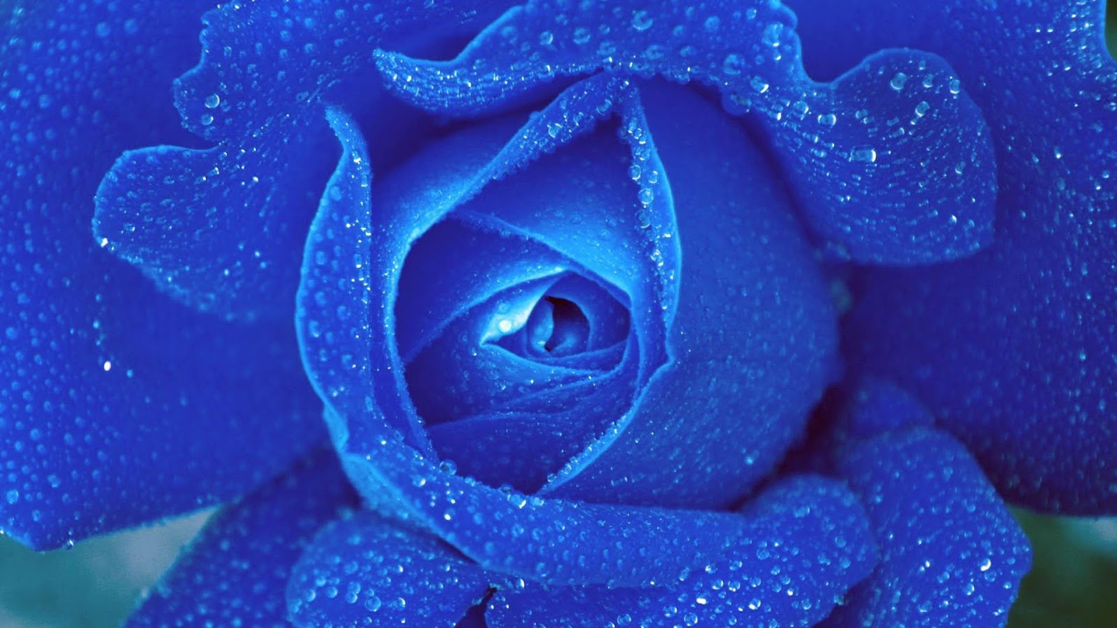 Blue Rose Live Wallpaper スマホ・ライブ壁紙ギャラリー