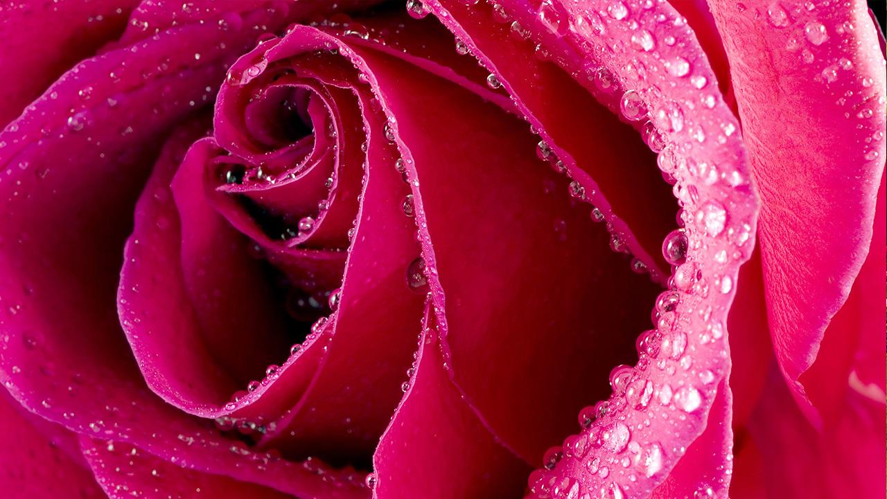 Pink Rose Live Wallpaper スマホ・ライブ壁紙ギャラリー