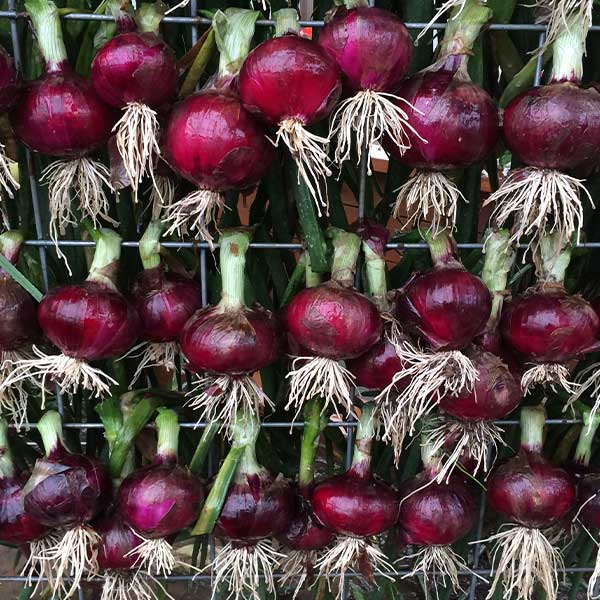 Red Candy Apple Onion Plants Dixondale Farms