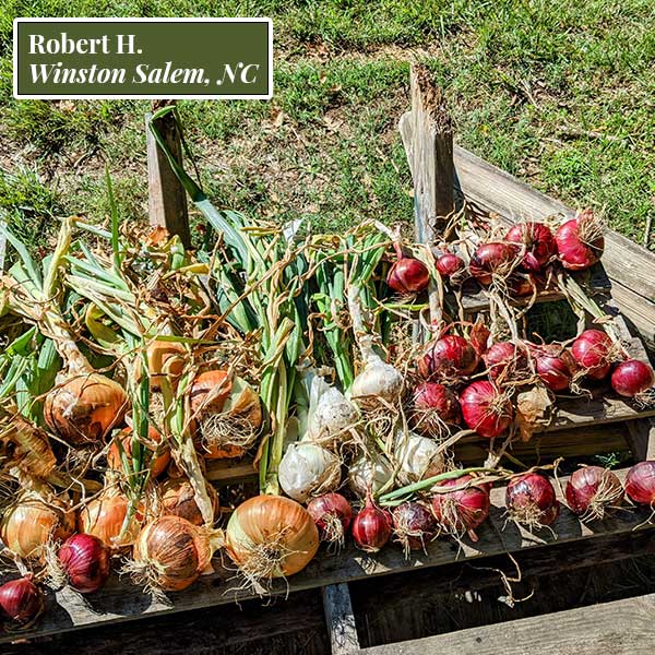 Long Day Sampler Onion Plants Dixondale Farms