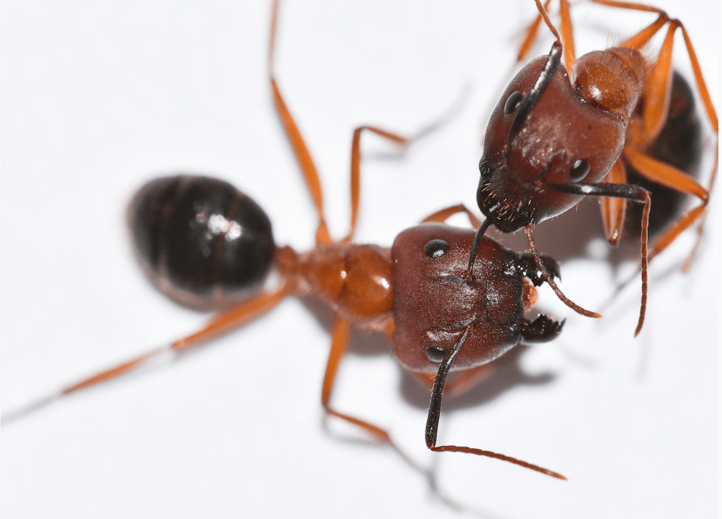 Blog Dixon Pest Services South & North Florida
