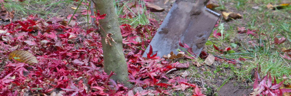 Baum umpflanzen im Herbst Garten diybook.de
