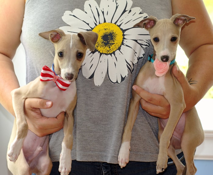 Easy DIY Pet Collar Accessories