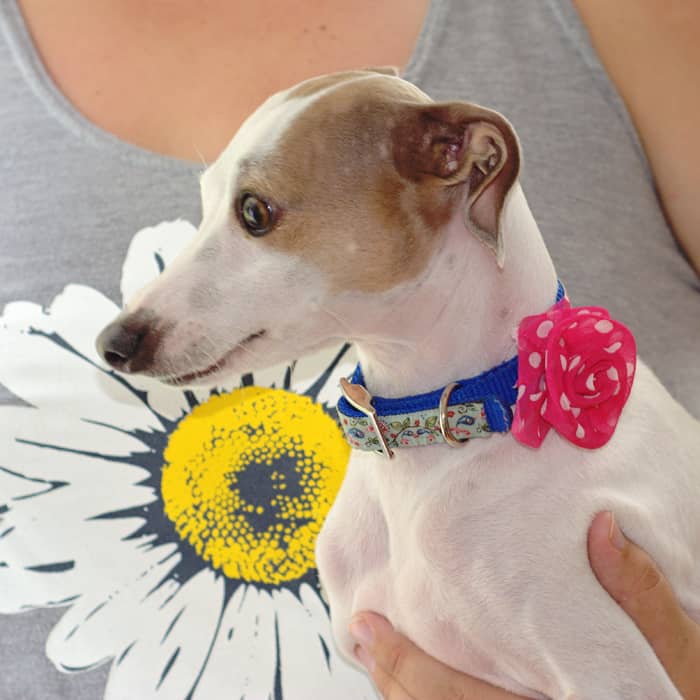 Easy DIY Pet Collar Accessories DIY Candy