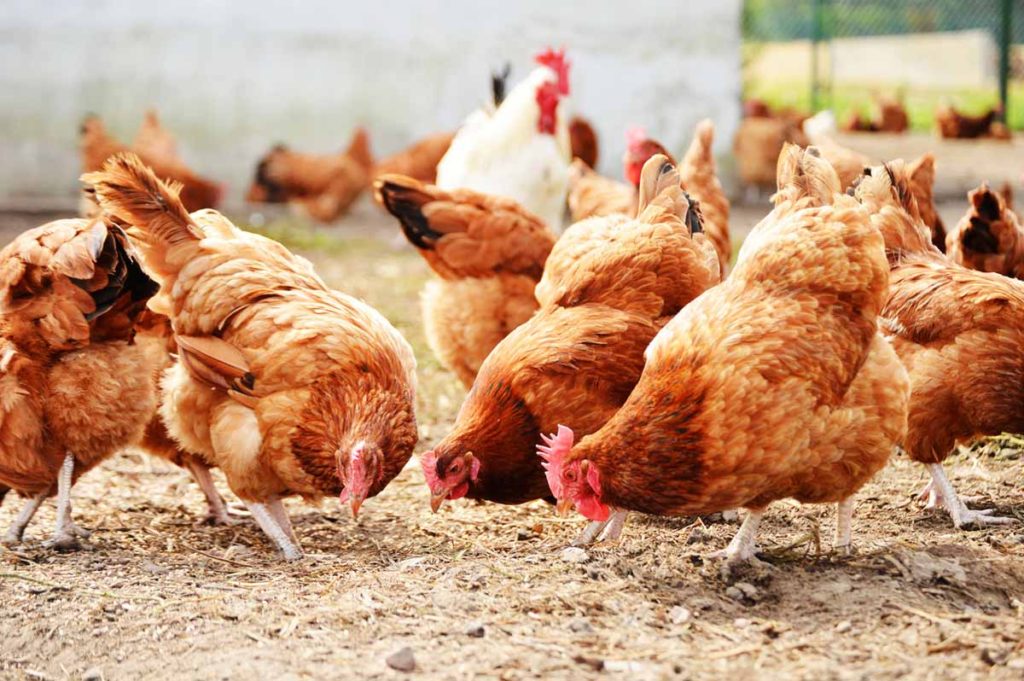 Why Your Backyard Chickens Will Love Sand for Chicken Coops DIY Coop