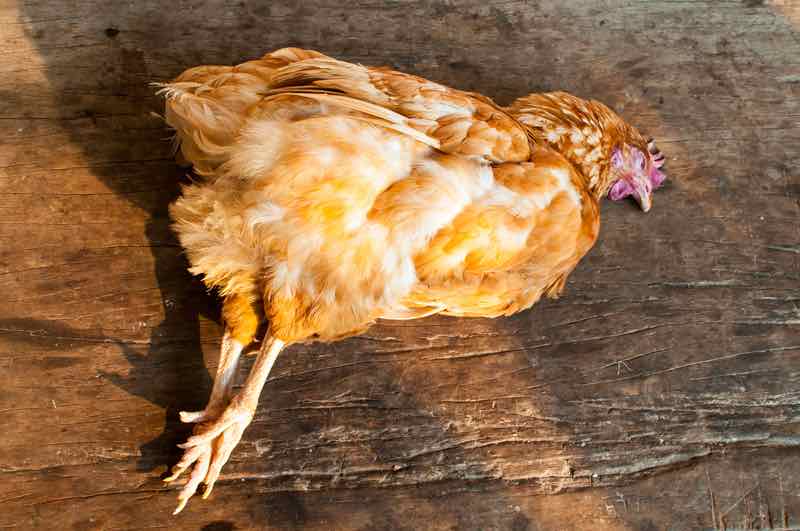 What to do when a chicken dies