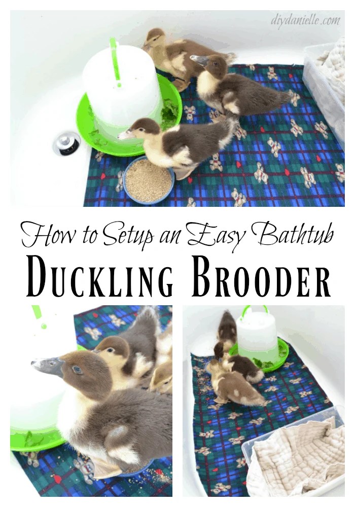 Our EcoFriendly Duckling Brooder Setup DIY Danielle®