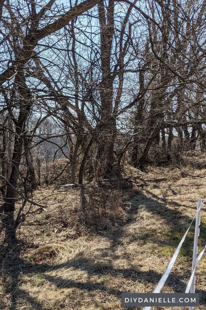 How to Clear Land A Beginner’s Guide to Clearing Property DIY Danielle®