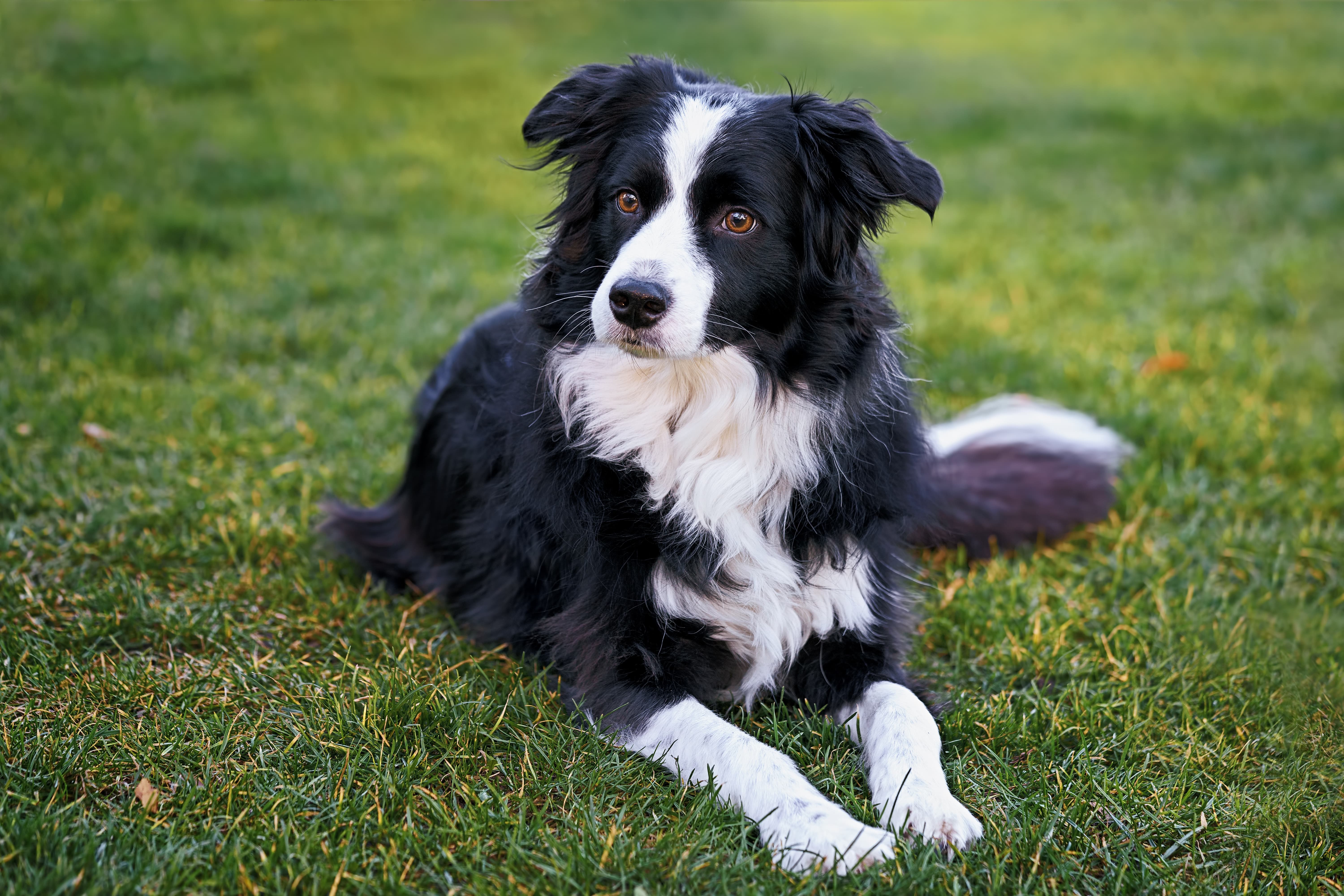 How To Groom A Dog Border Collie