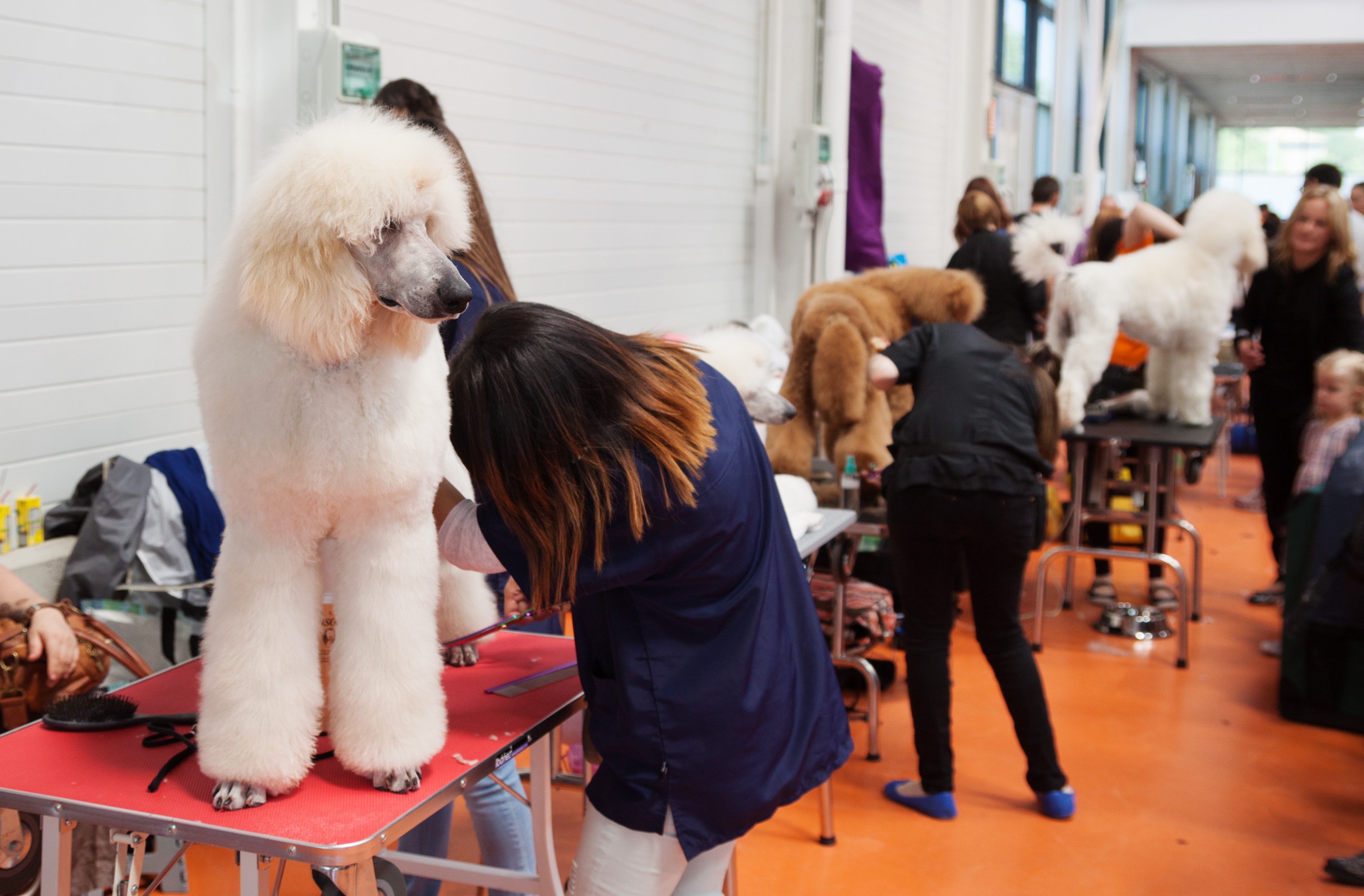 Poodle grooming Everything you need to know DIY Dog
