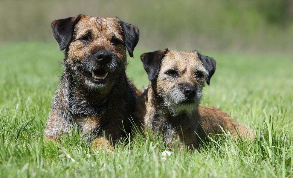Border Terrier Grooming Tools Tips & Tricks DIY Dog Grooming