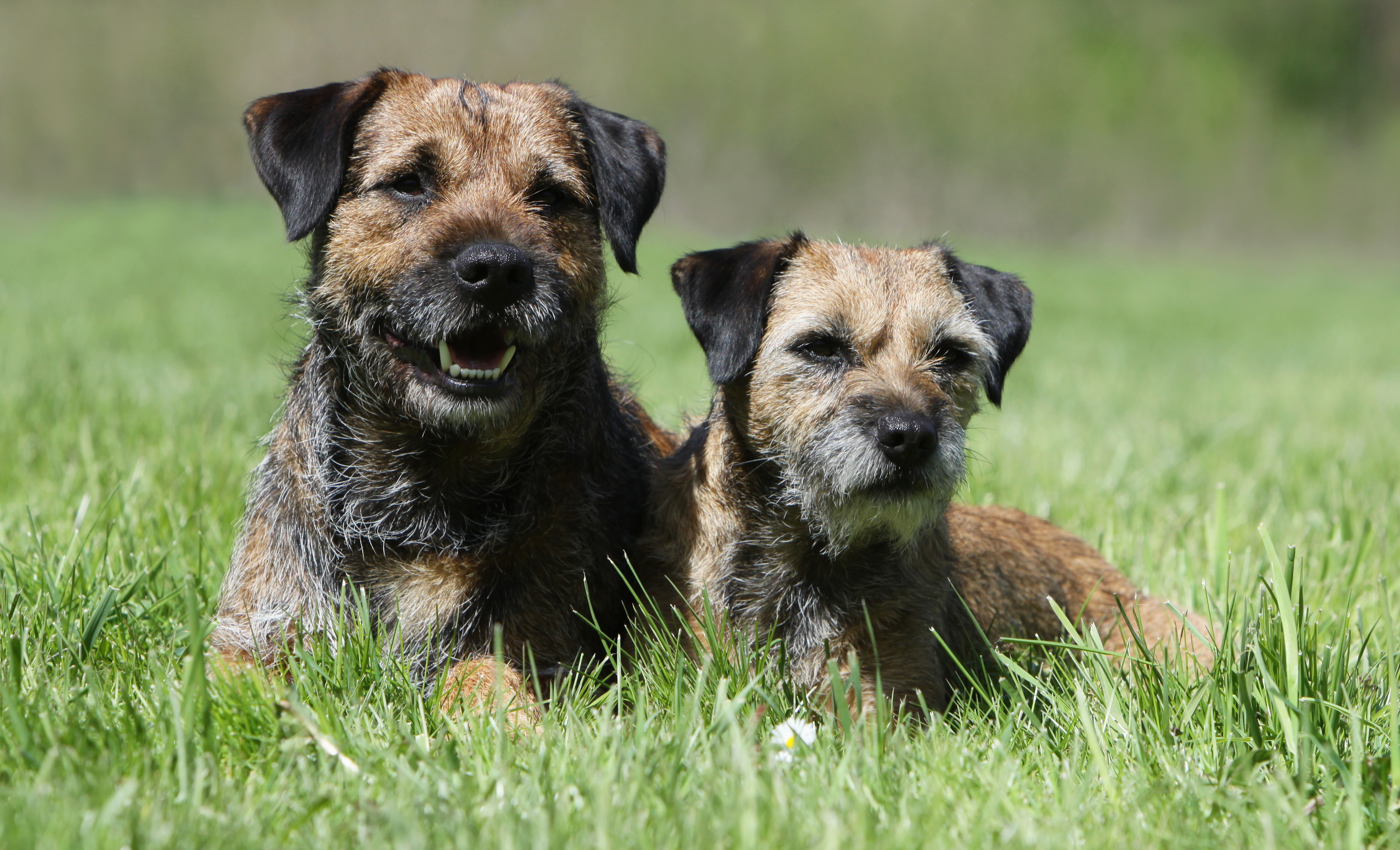 Beautiful border terrier DIY dog grooming help