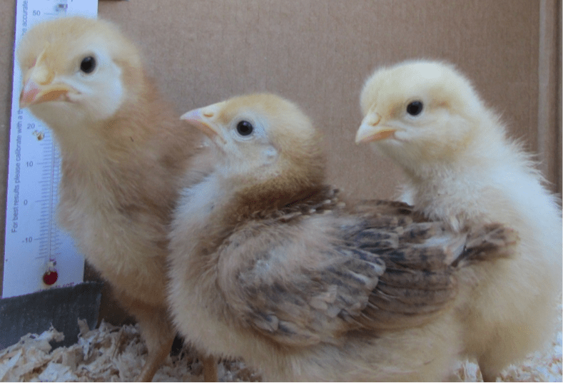 How to Make Your DIY Chicken Coop Cozy DIY Done Right