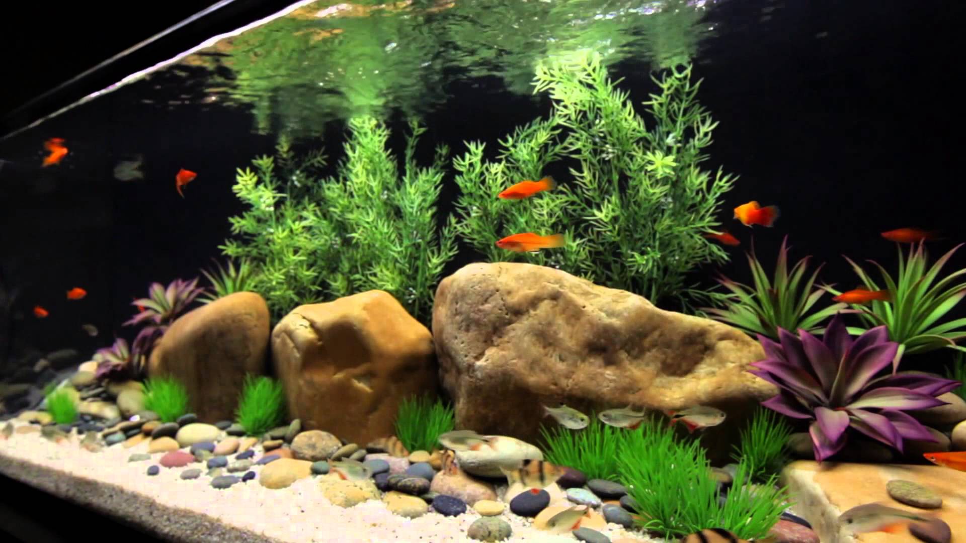 How to setup up your own fish tank DIY Fish Keeping