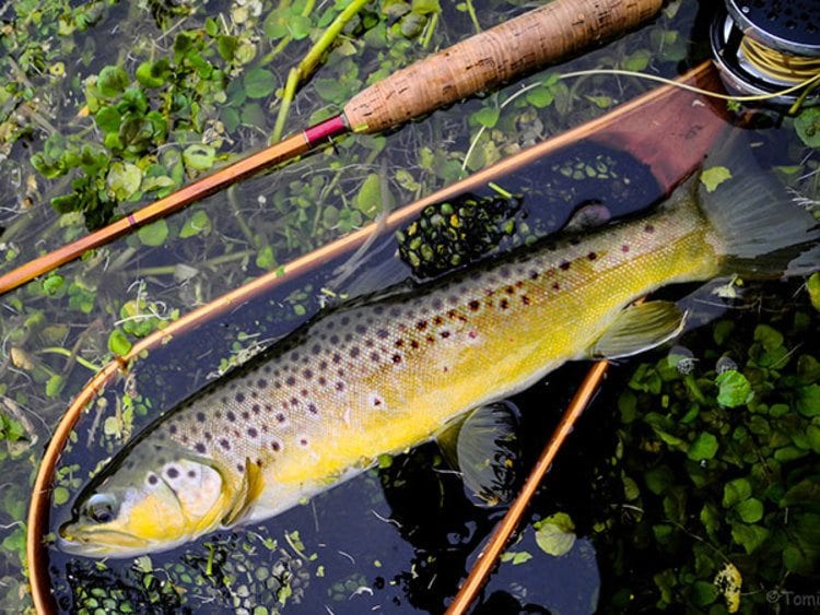 DIY Guide to Fly Fishing Letort Spring Run in SouthCentral