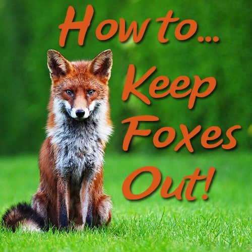 How To Keep Foxes Out Of Garden Uk at Thomas Bullock blog