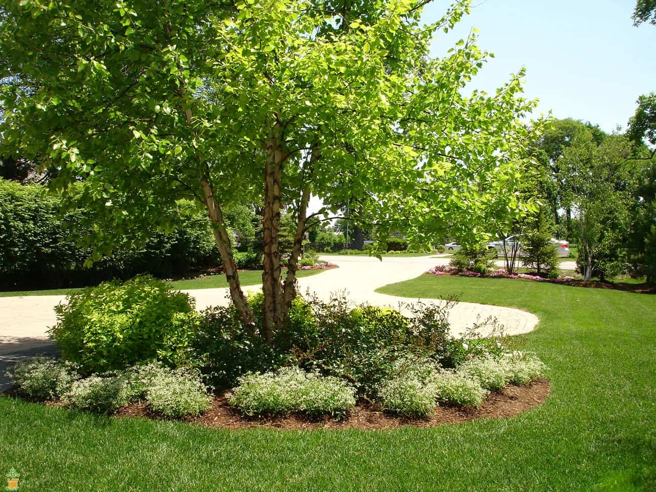 7 Fast Growing Trees For Ultimate Privacy In Your Garden