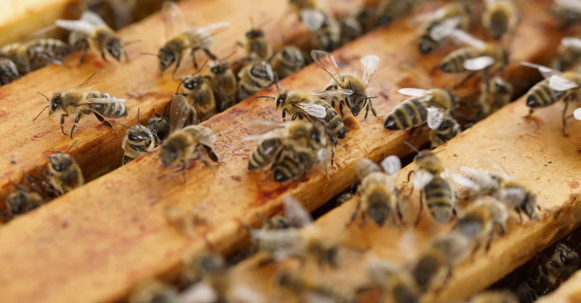 5 Best Bee Hives For Beginners (2021 Review)