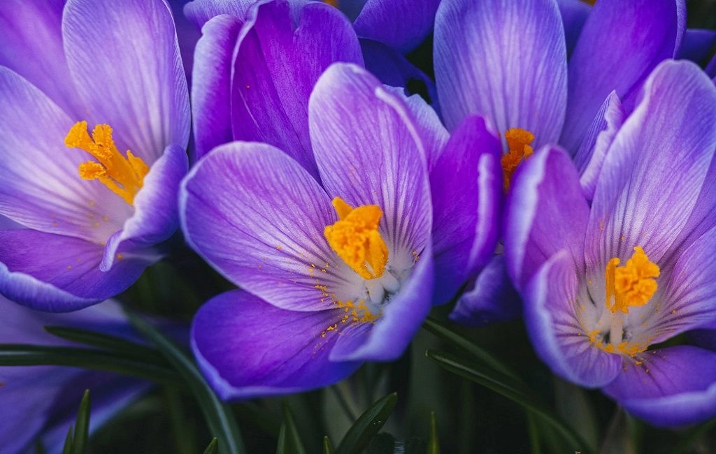 Easy Winter Hanging Baskets That'll Flower All Winter