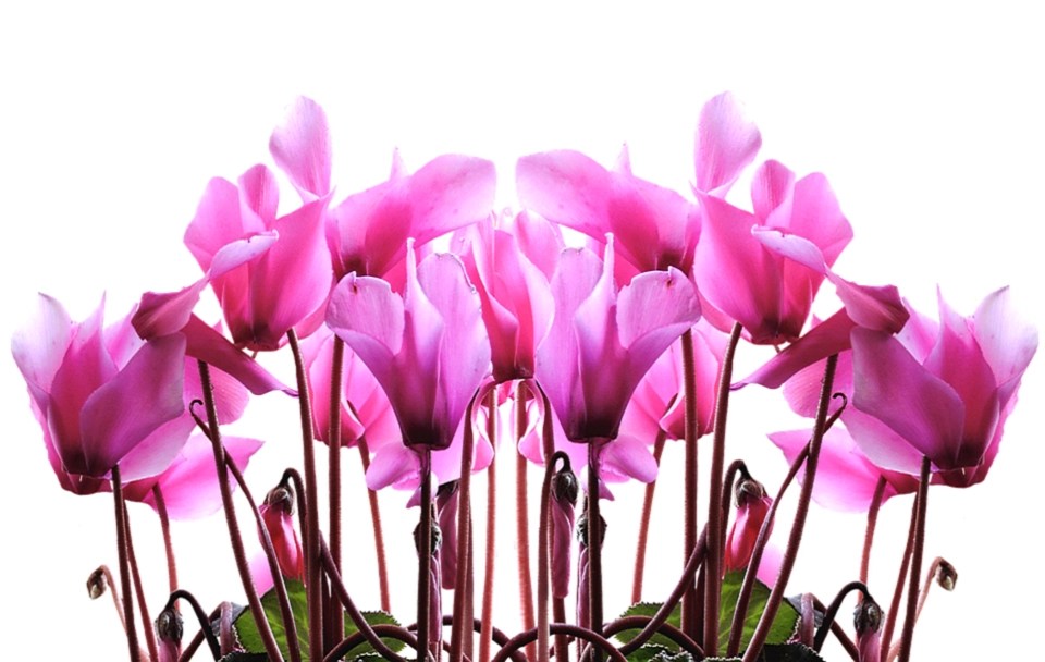 Easy Winter Hanging Baskets That'll Flower All Winter