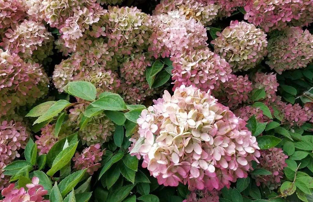 Should Hydrangeas Be Pruned in Autumn, Winter or Spring?