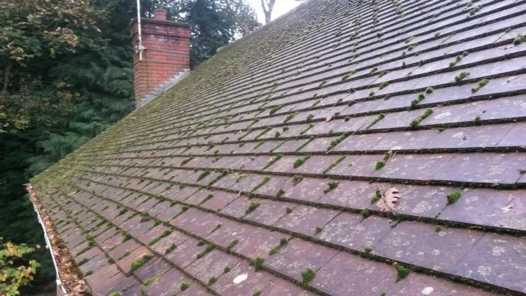 Roof Moss Removal Cost The Complete Guide to Roof Moss