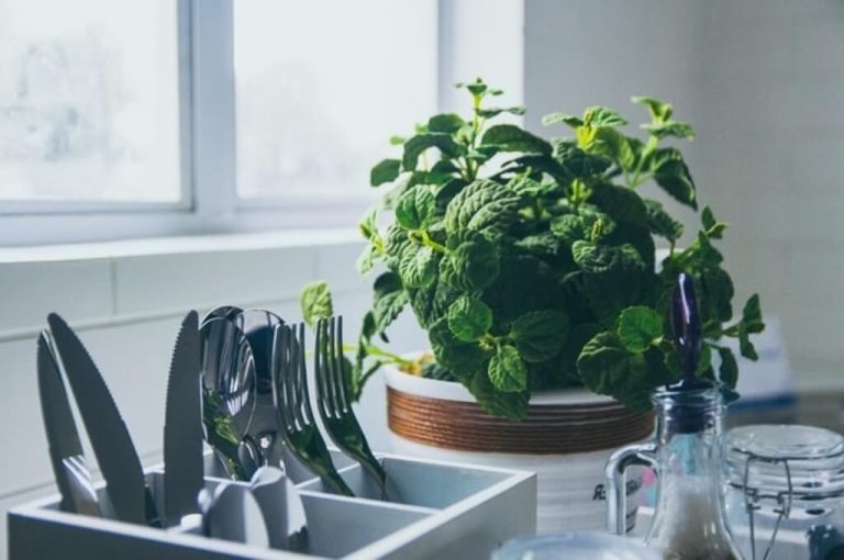 Best Smelling Herbs To Grow Indoors DIY Herb Gardener