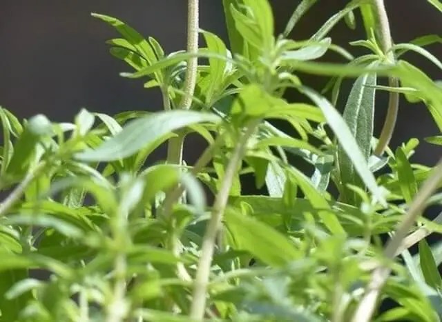 Summer Savory