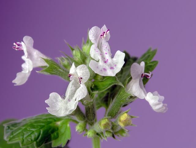 Catmint
