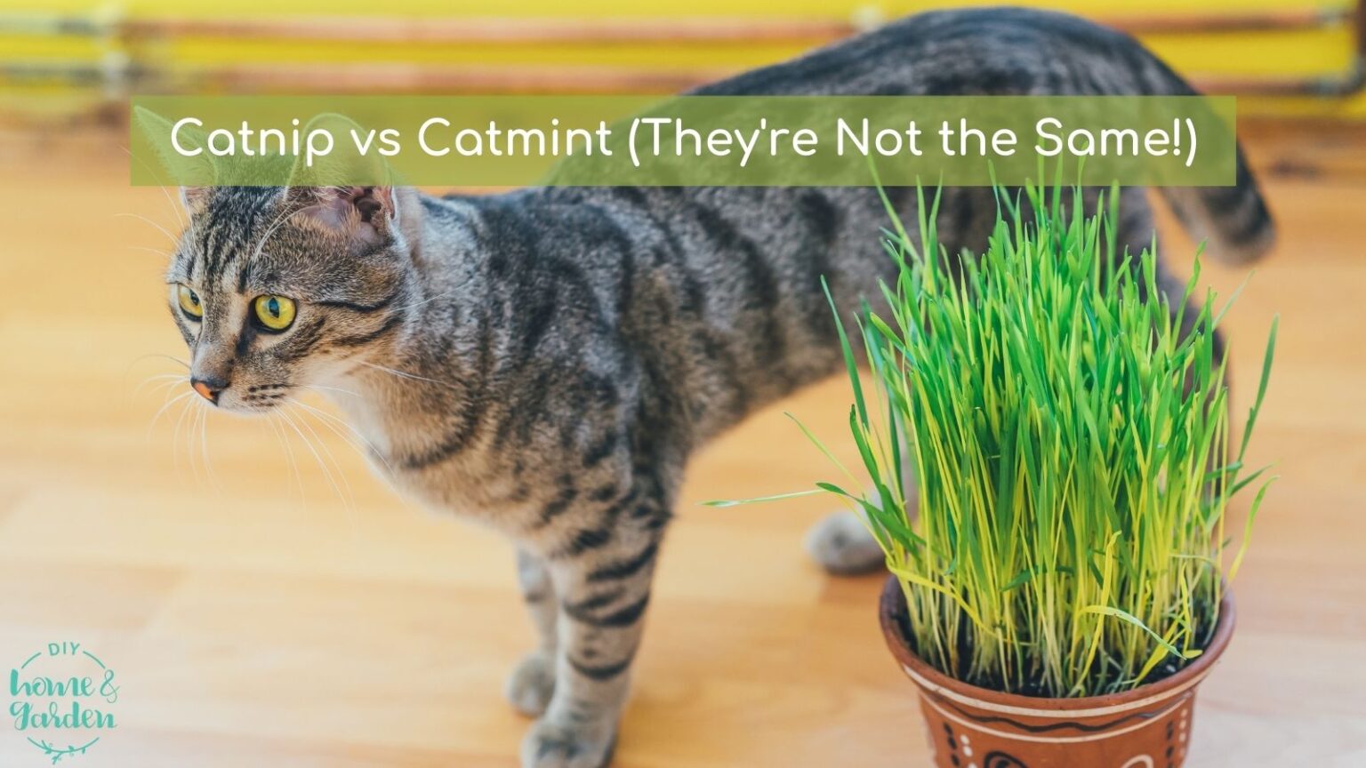 Catnip and Catmint Comparison and Care DIY Home & Garden