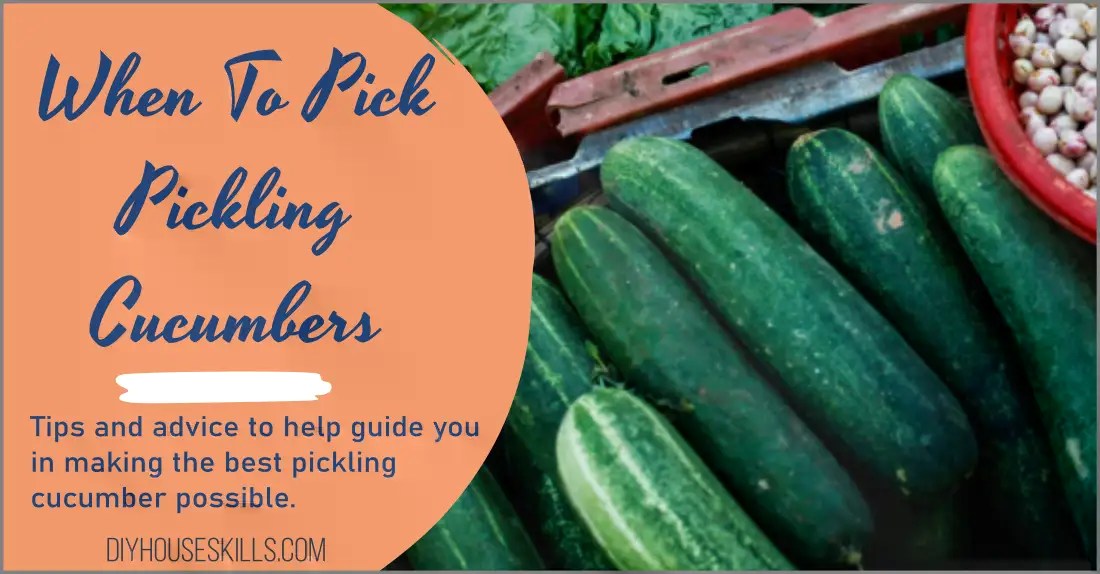 When To Pick Pickling Cucumbers The Ultimate Guide! DIYHouseSkills