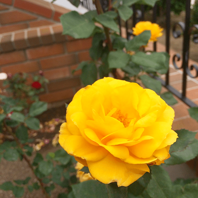 Basic Tips for Watering and Pruning Roses DIY Inspired