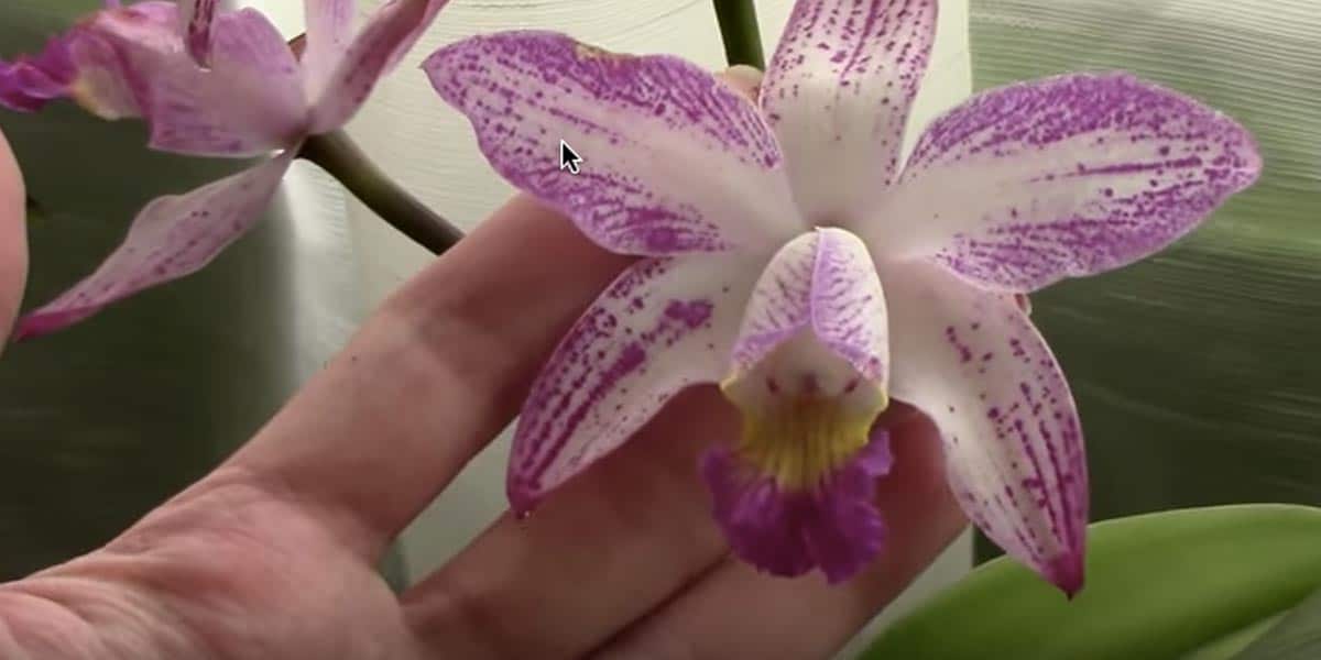 Top 10 Don'ts when Growing Orchids Tips Tor Orchid Beginners! DIY Joy