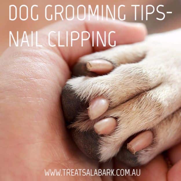 26 MUST SEE Dog Grooming Tutorials