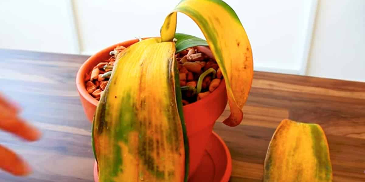 How to Remove A Dying Orchid From A Pot To Restore It Plus Tips Growing