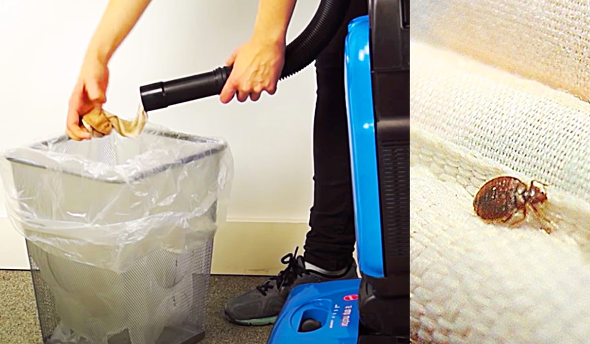 How To Vacuum Bed Bugs Using Pantyhose