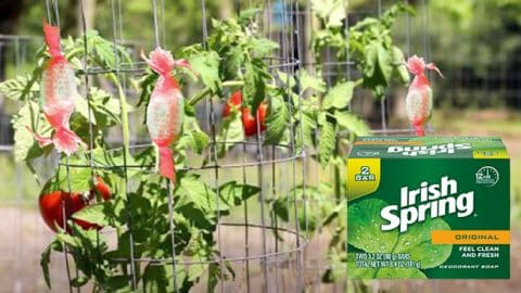 Irish Spring Soap Keeps Critters Out of the Yard and Garden