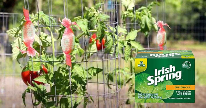 Irish Spring Soap Keeps Critters Out of the Yard and Garden
