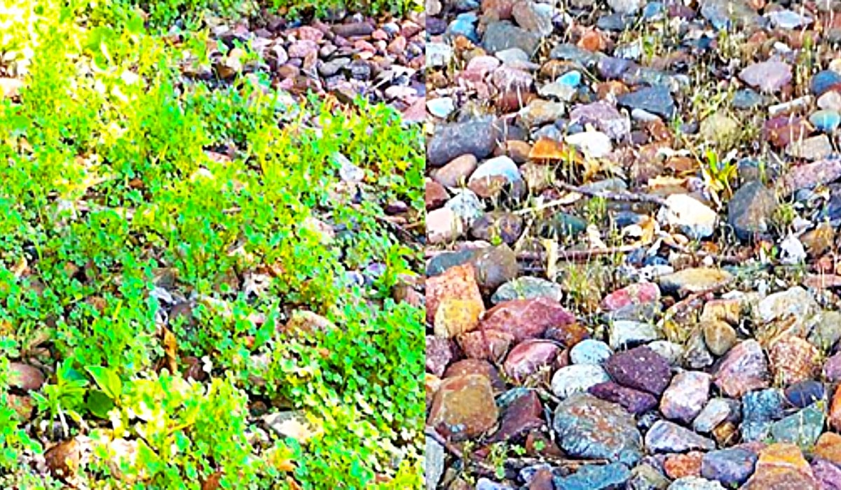 NonToxic Homemade Weed Killer Recipe