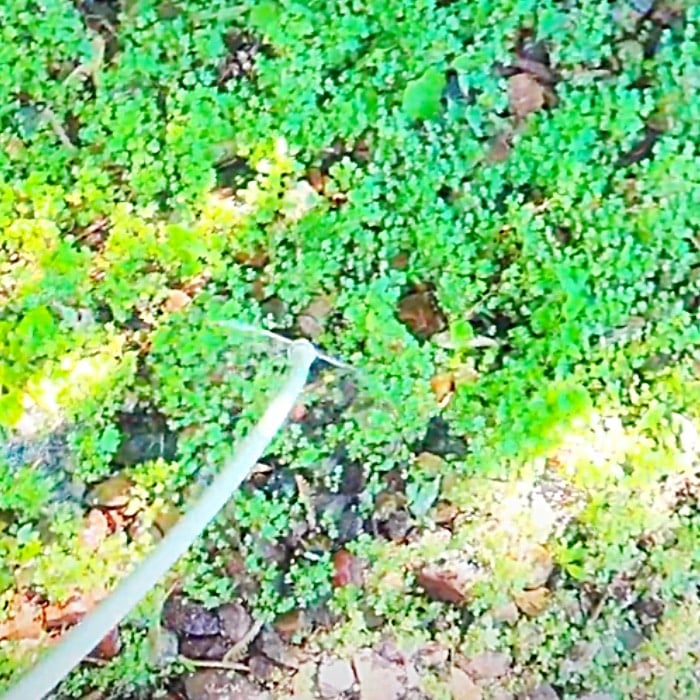 NonToxic Homemade Weed Killer Recipe