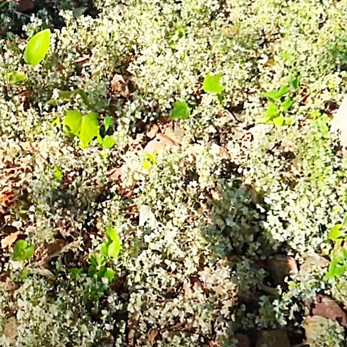 NonToxic Homemade Weed Killer Recipe